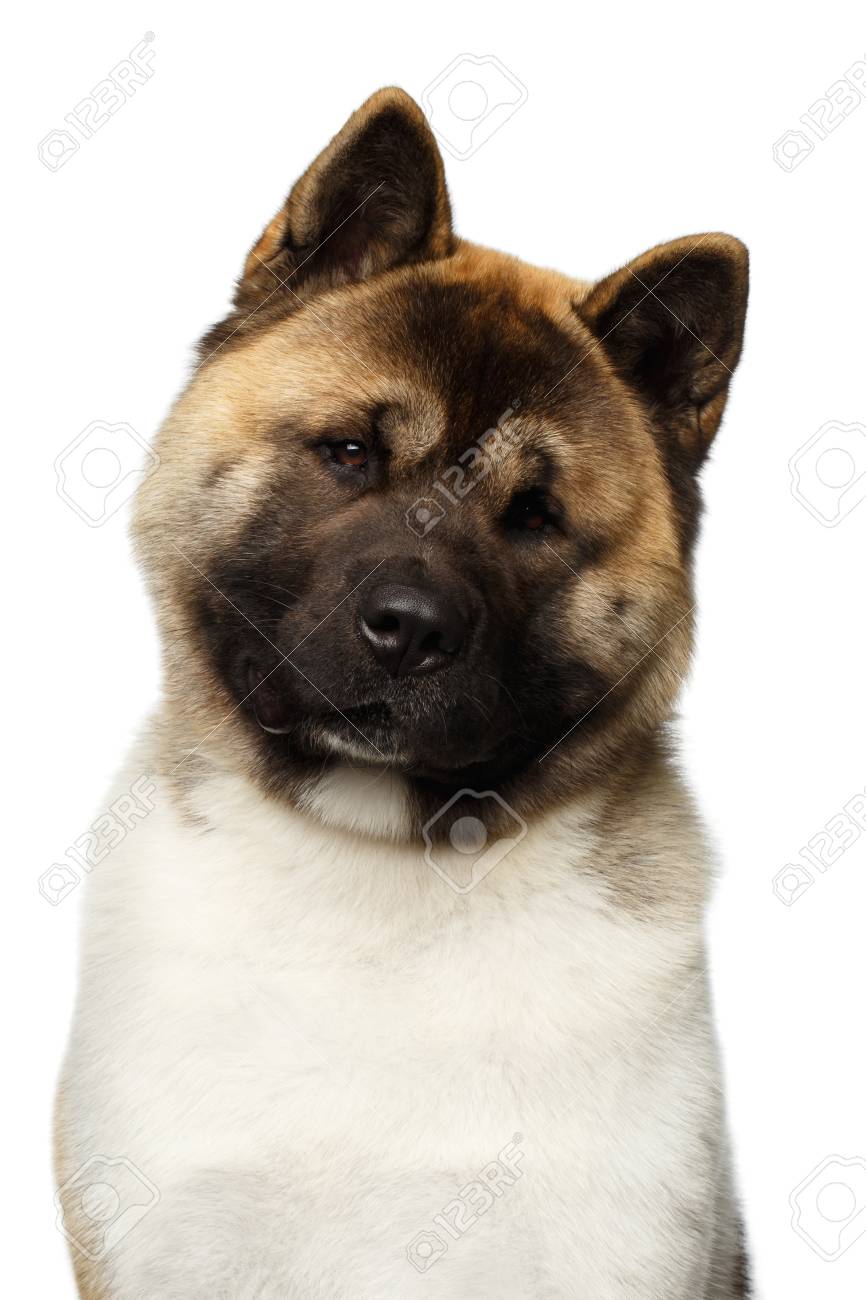 american akita dog