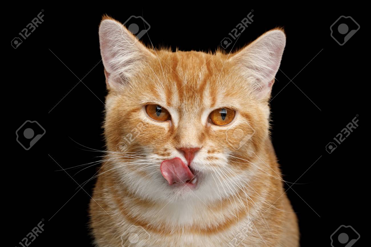 クローズ アップの肖像画のなめるマンチカン猫分離黒背景 正面に の写真素材 画像素材 Image
