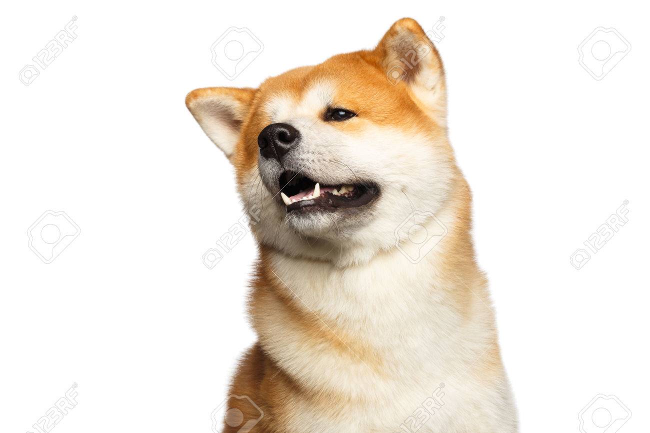 Portrait Drôle Dakita Inu Race Japonaise De Chien Semble Mignon Sur Fond Blanc Isolé Vue De Face