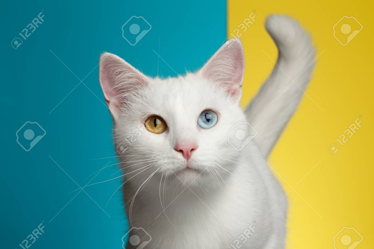 Portrait De Chat Blanc Pur Avec Des Yeux étranges Et La Queue Sur Fond Bleu Et Jaune Vif Vue De Face