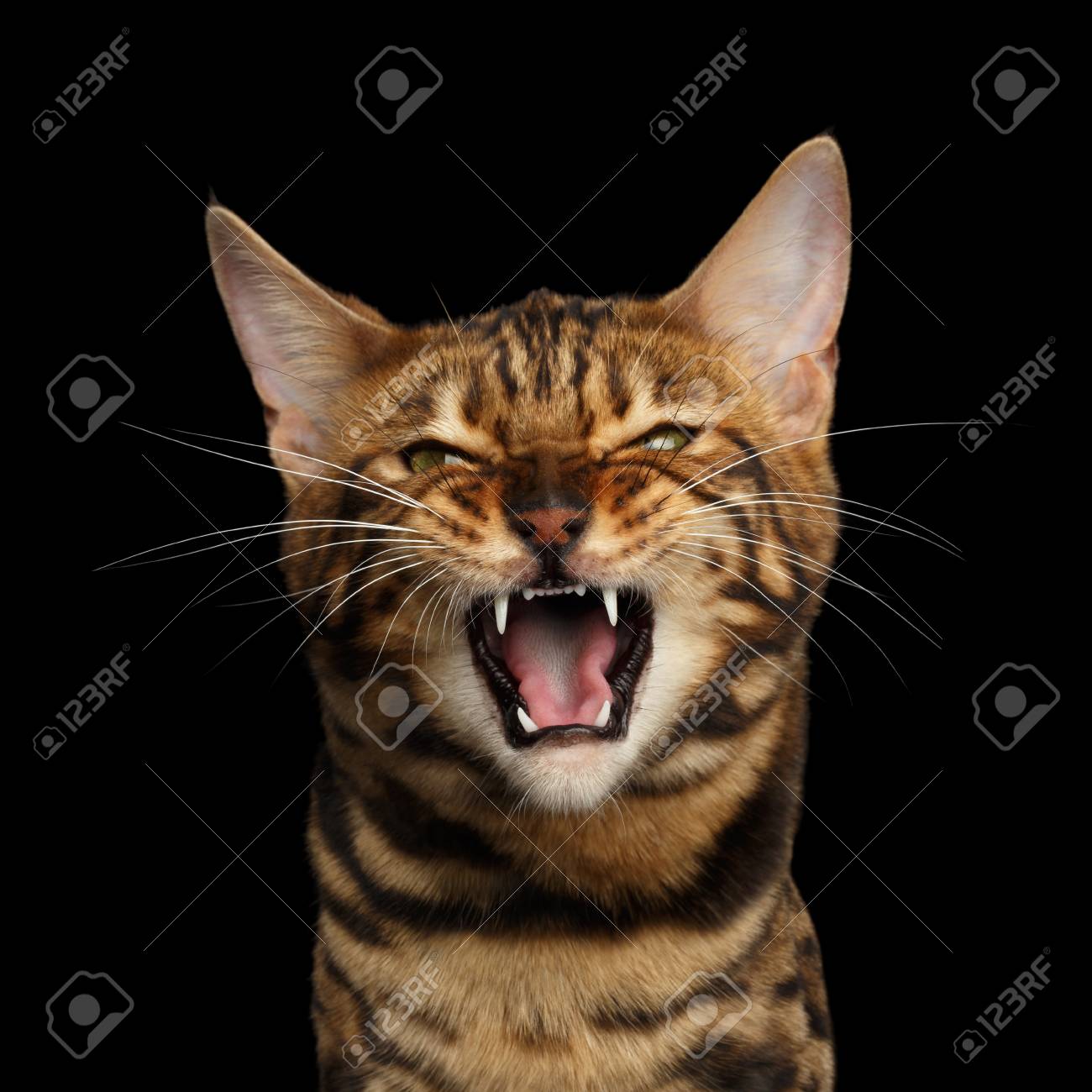 Angry cat looks in front. Stock Photo