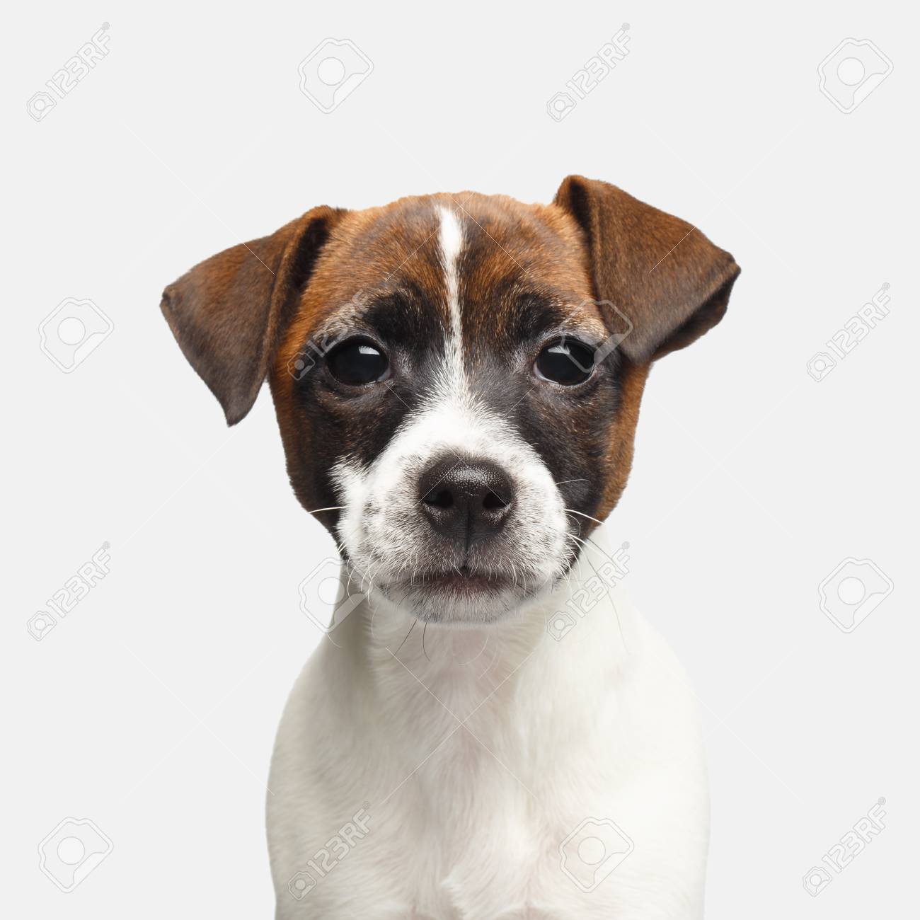 孤立した白い背景を探している若いジャックラッセルテリア子犬のかわいい肖像画 の写真素材 画像素材 Image 孤立した白い背景を探している若いジャックラッセルテリア子犬のかわいい肖像画 の写真素材 画像素材 Image