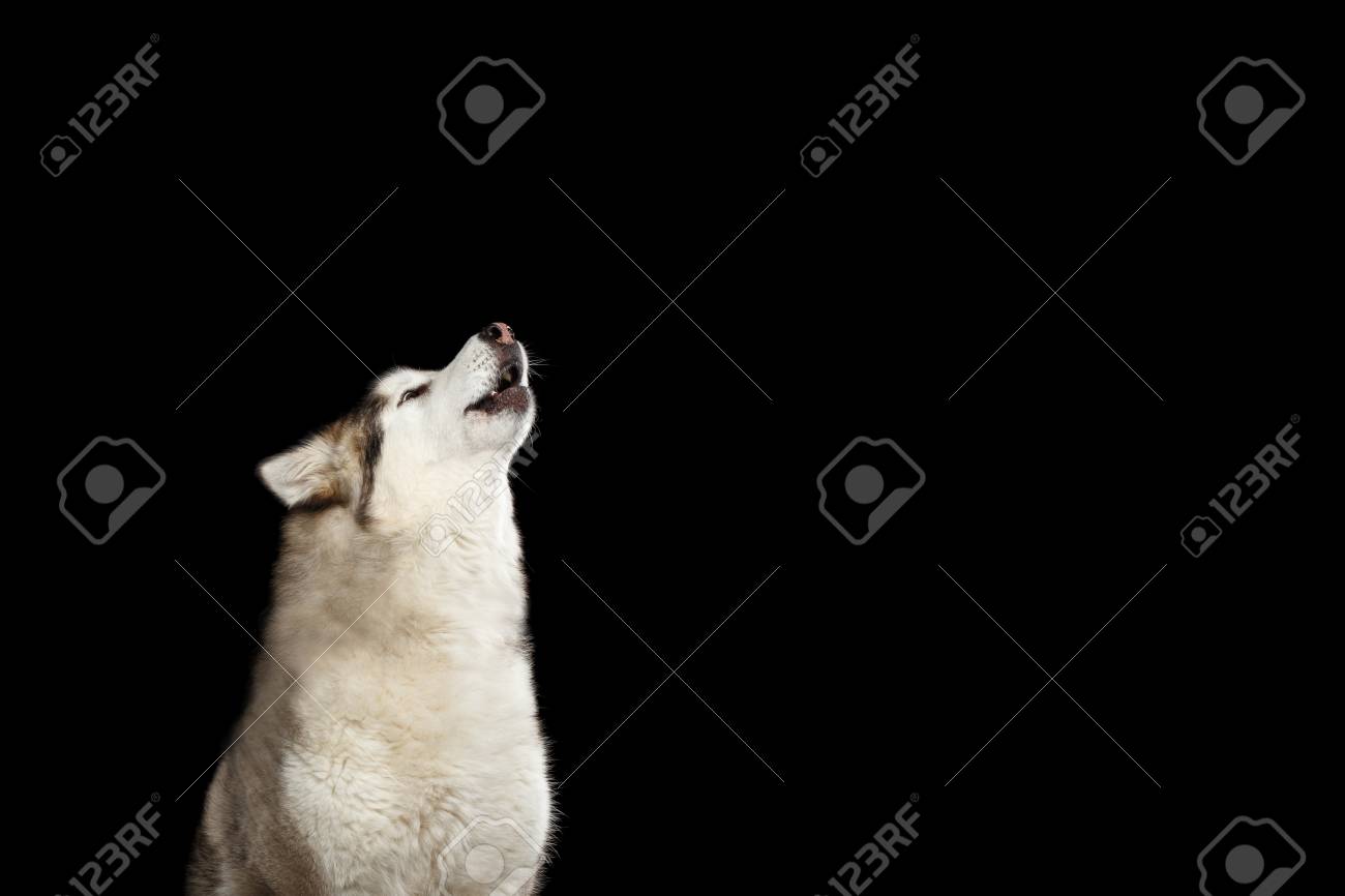 ハウルアラスカマラミュート犬の肖像画 黒い背景に隔離された 側面図 の写真素材 画像素材 Image