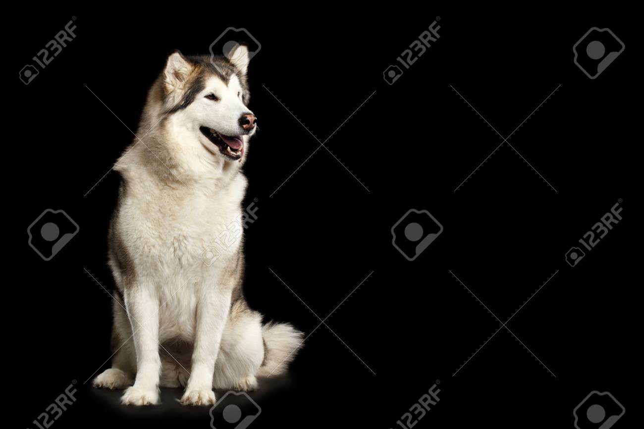 アラスカマラミュート犬 従順な座って待って 黒の背景に隔離された 正面図 の写真素材 画像素材 Image