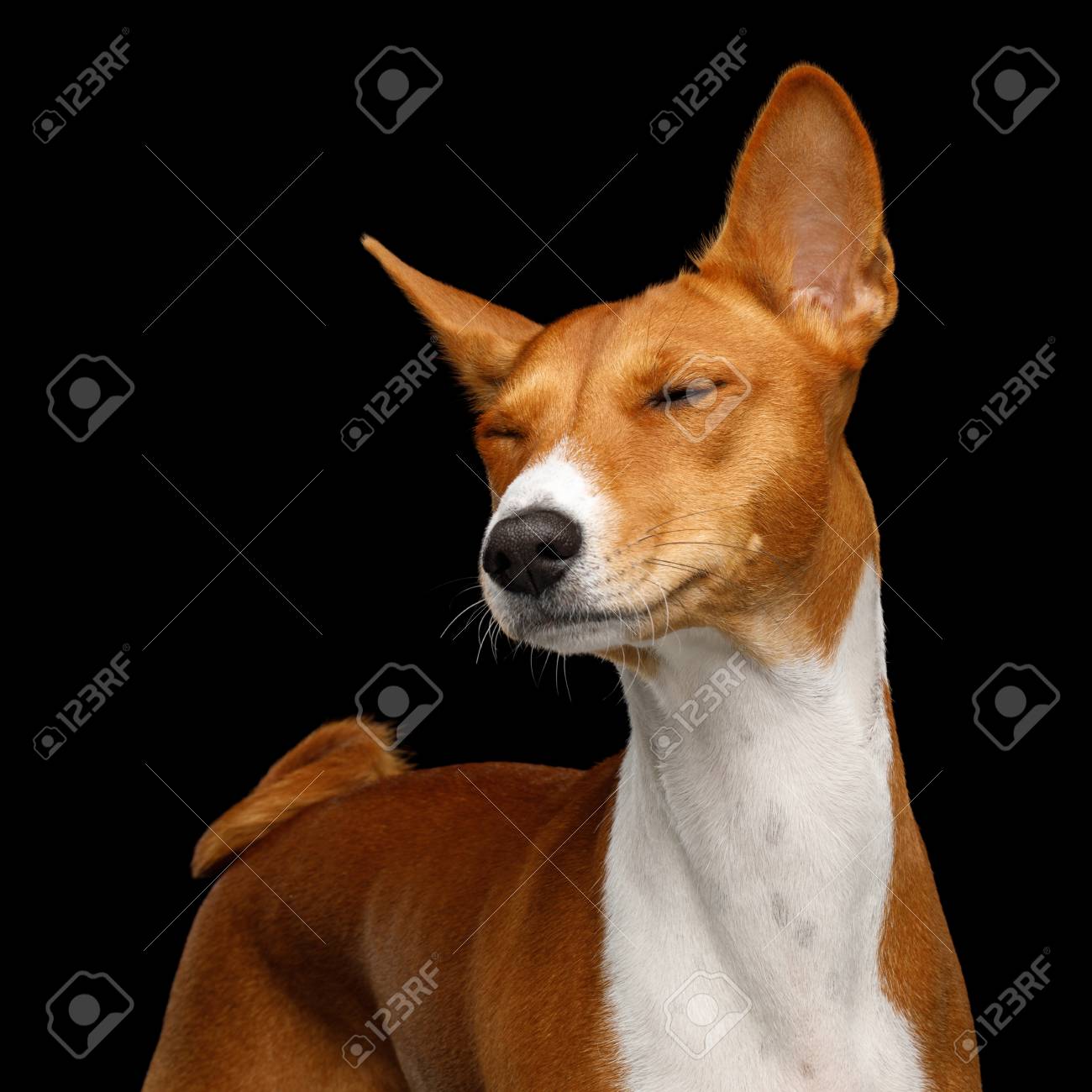red basenji
