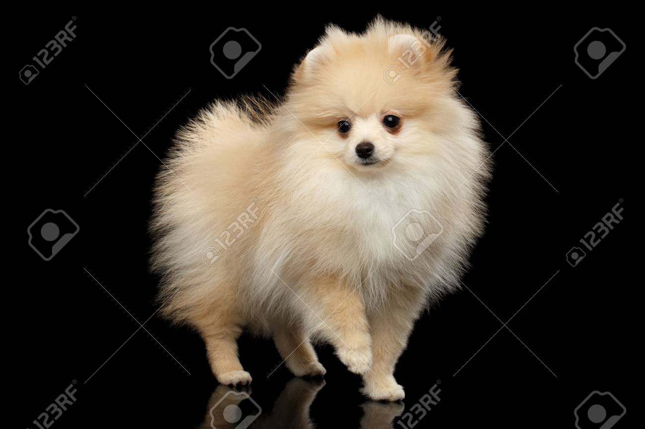 miniature spitz pomeranian