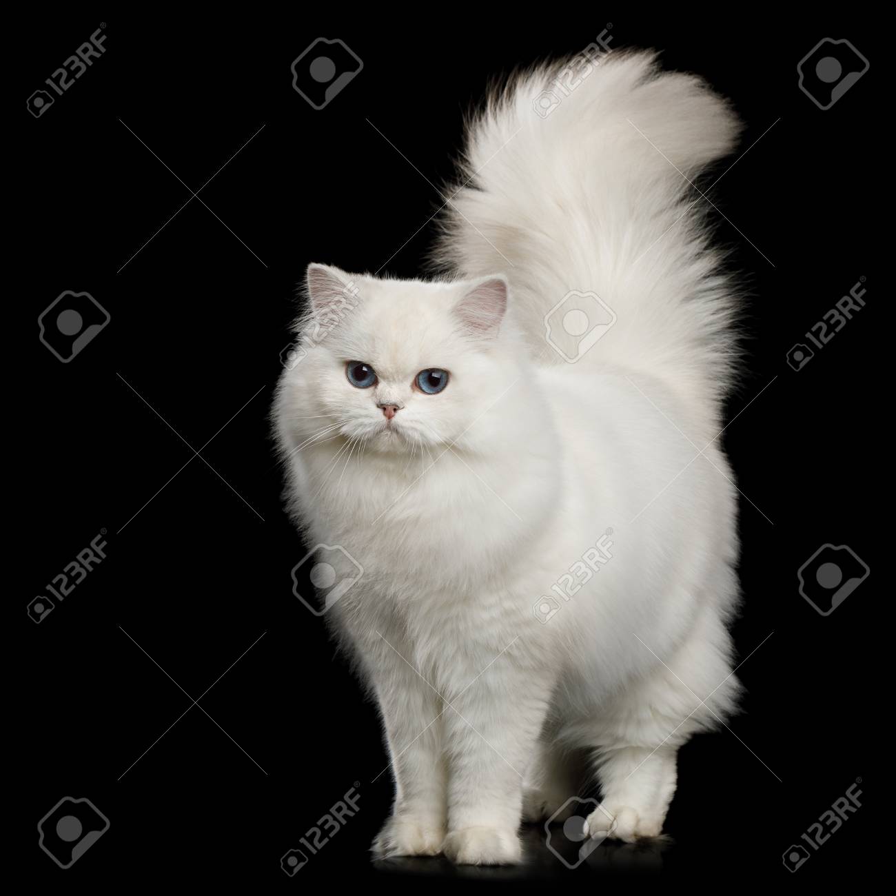 white cat furry