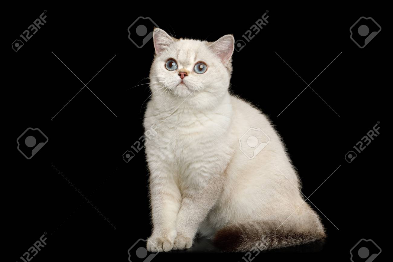 Adorable British Breed Cat White Color With Magic Blue Eyes