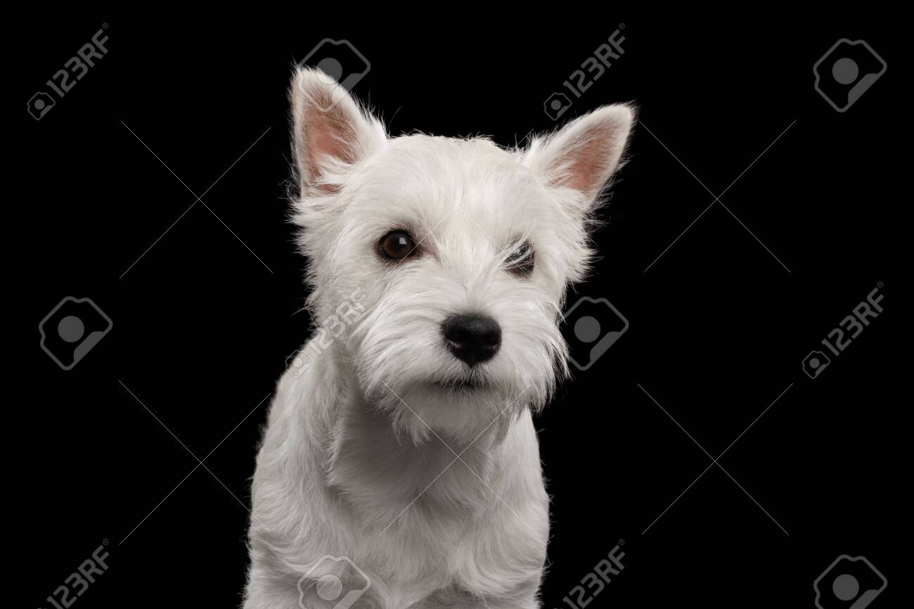 west highland white terrier black
