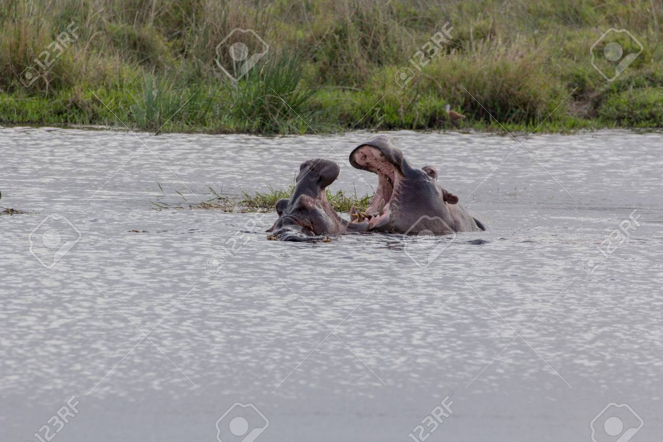 2 日間の水を格闘のカバ の写真素材 画像素材 Image 2 日間の水を格闘のカバ の写真素材 画像素材 Image