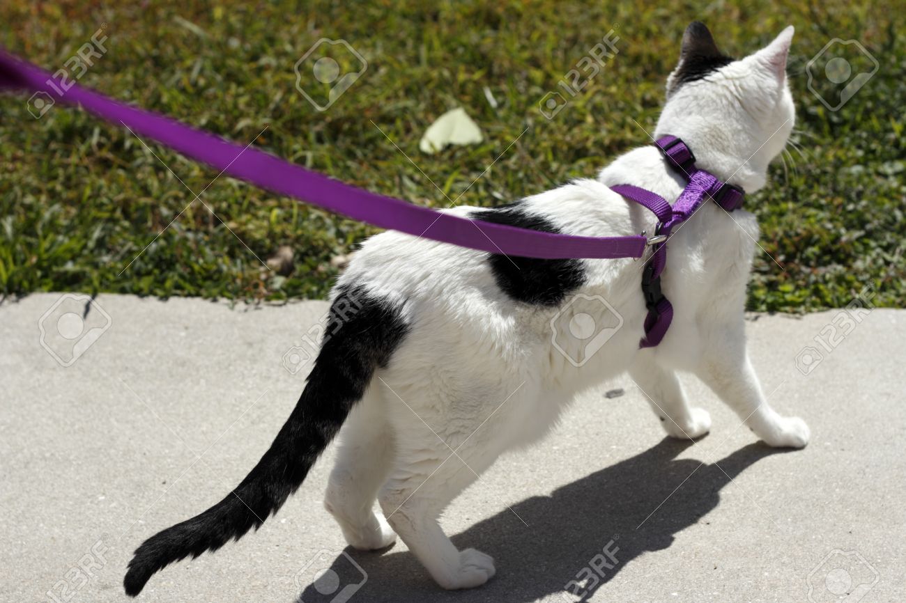 cat wearing harness