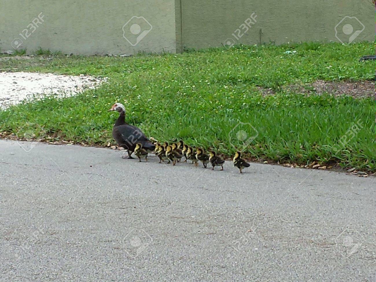 A Dozen Cute Baby Ducklings Following An Older Florida Duck On