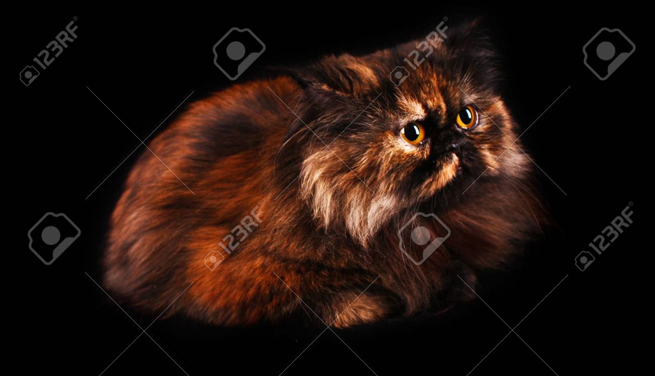 etiam-dictum-ipsum-a-felis