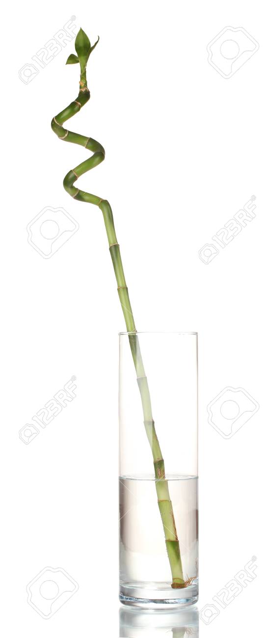 Beautiful Green Bamboo In Transparent Vase Isolated On White Stock