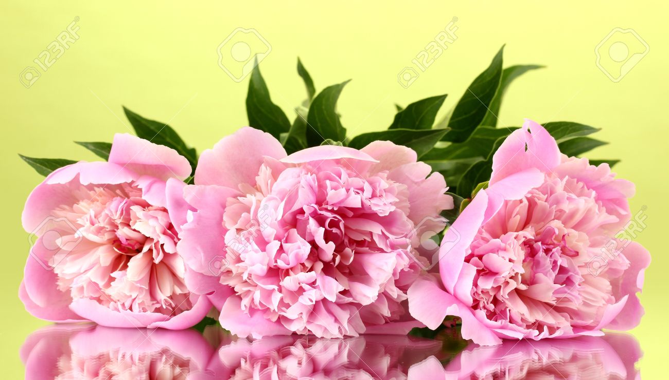 three pink peonies on green background stock photo, picture and three pink peonies on green background stock photo, picture and
