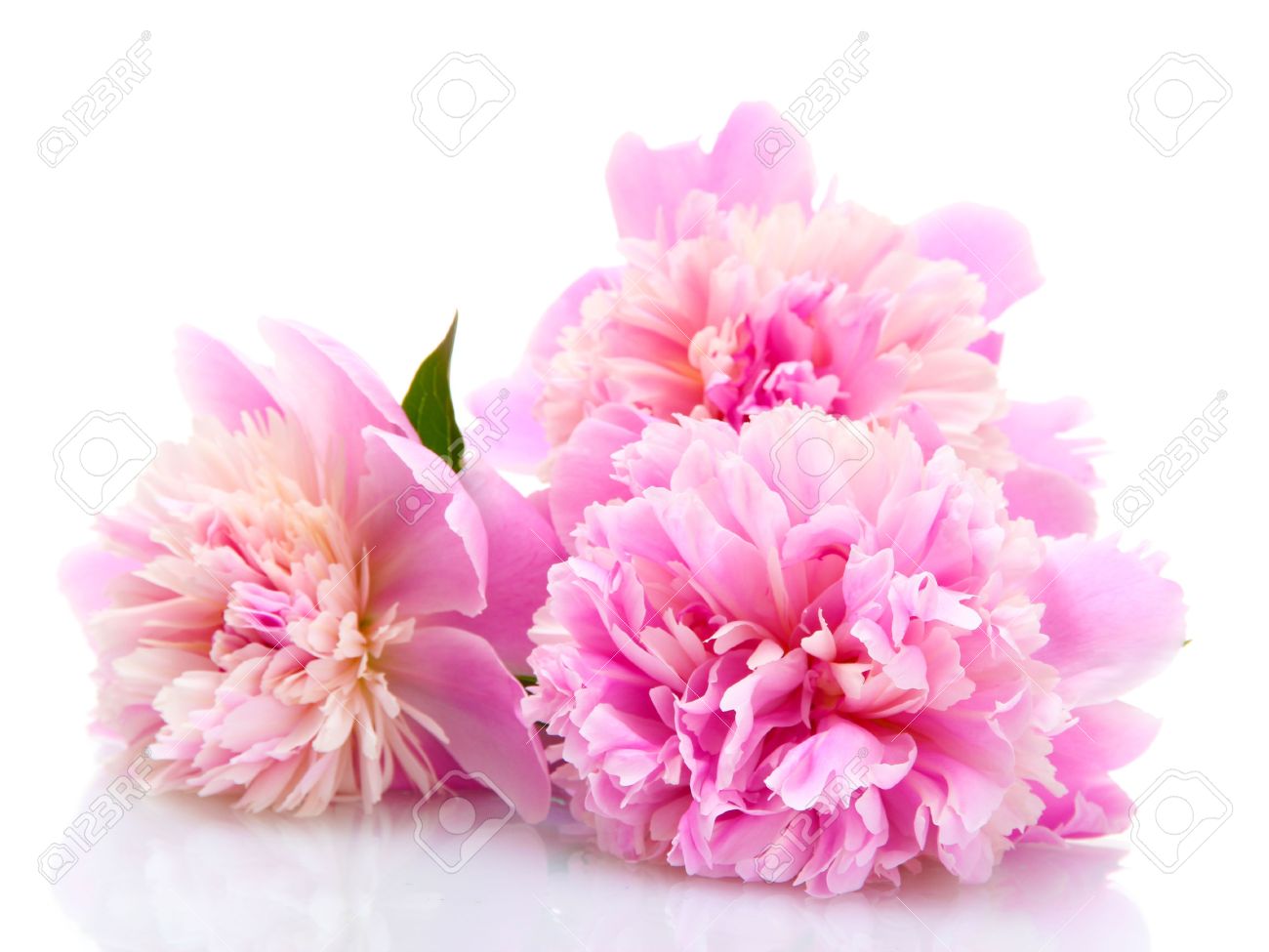 pink peonies flowers isolated on white stock photo, picture and pink peonies flowers isolated on white stock photo, picture and