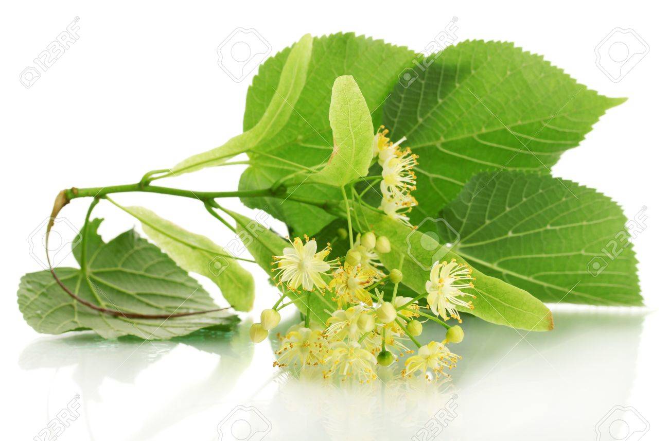 白で隔離され シナノキの花の枝 の写真素材 画像素材 Image 白で隔離され シナノキの花の枝 の写真素材 画像素材 Image