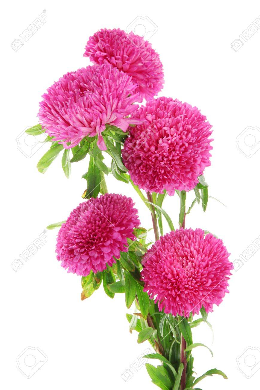 pink aster flowers isolated