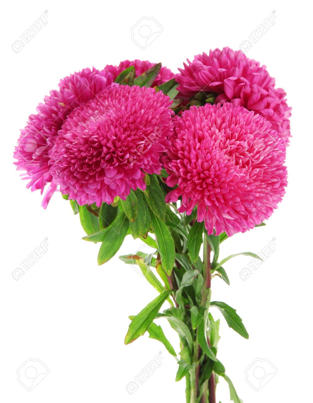 pink aster flowers isolated