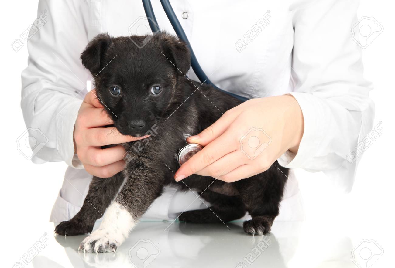 Vet Checking The Heart Rate Of Puppy Isolated On White Stock Photo Picture And Royalty Free Image Image 17186003