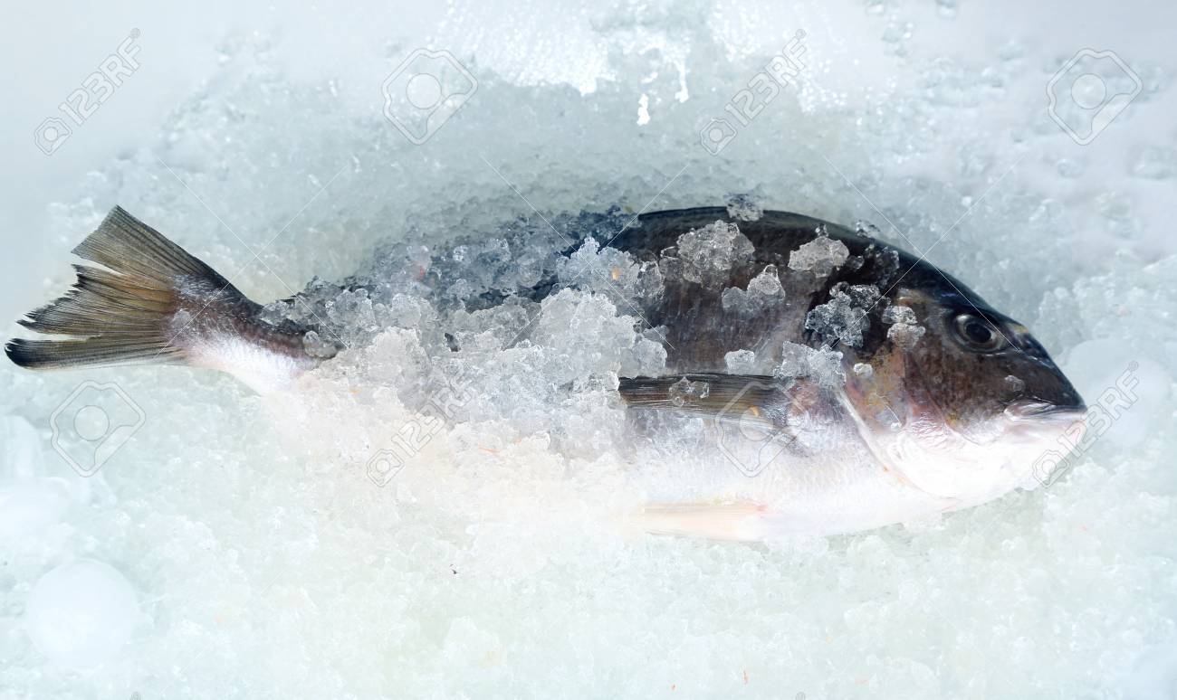 Fish on ice Clearance