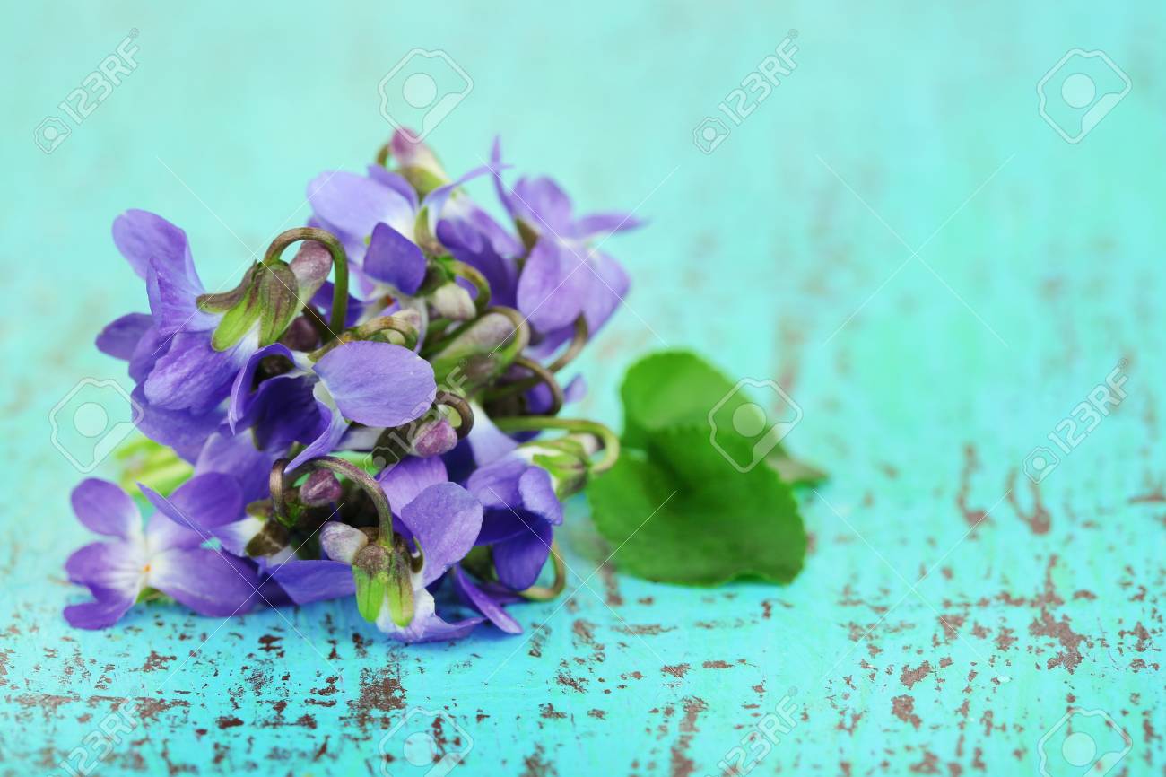 青の背景にスミレの花 の写真素材 画像素材 Image