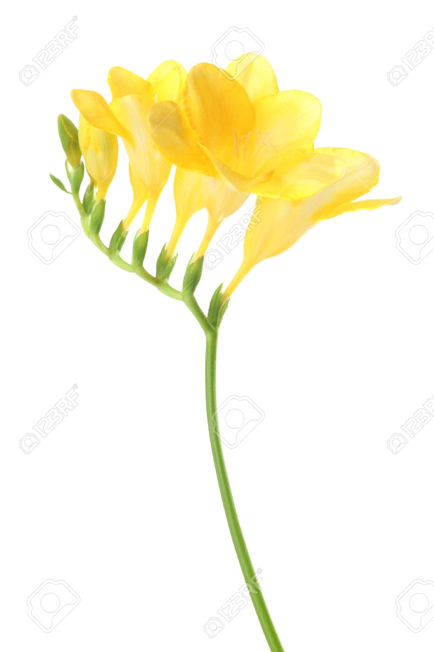 繊細なフリージアの花が白で隔離 の写真素材 画像素材 Image