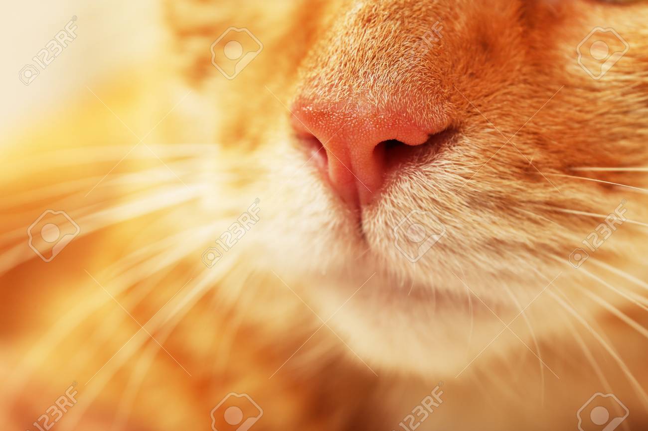 etiam-dictum-ipsum-a-felis