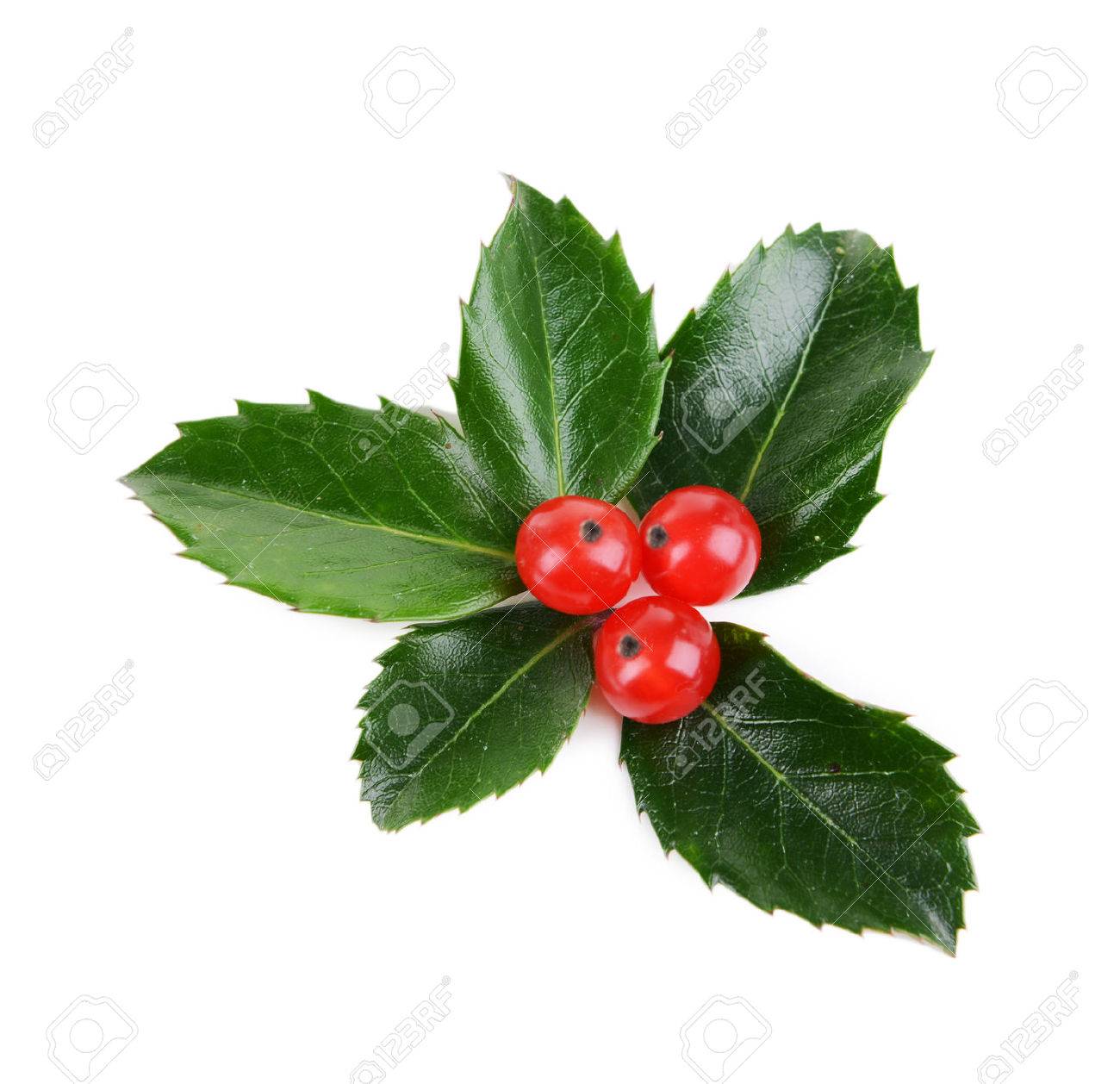 leaves of mistletoe with berries isolated on white stock photo