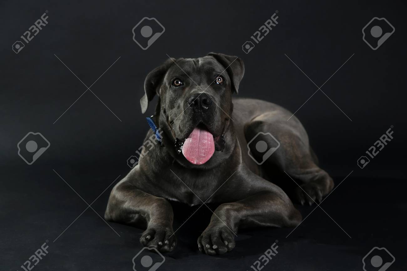 cane corso italiano black
