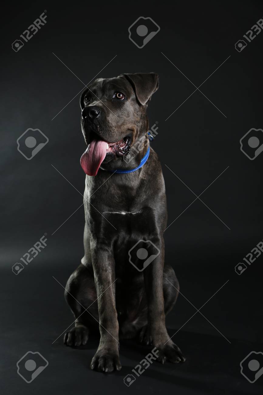 cane corso italiano black