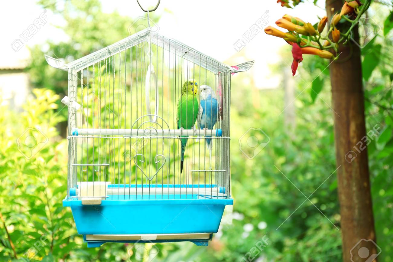 budgie in cage