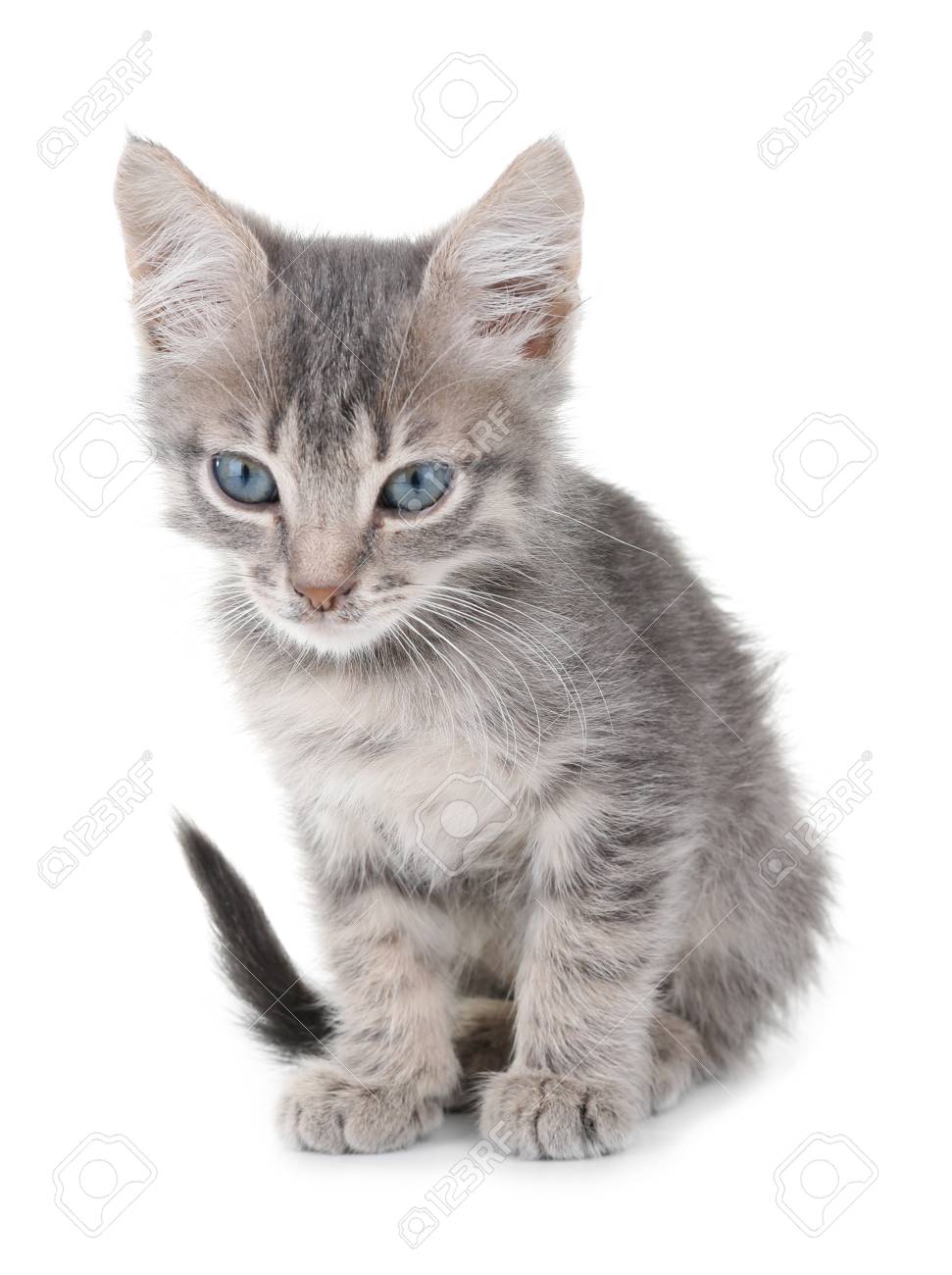 automatic co2 system aquarium