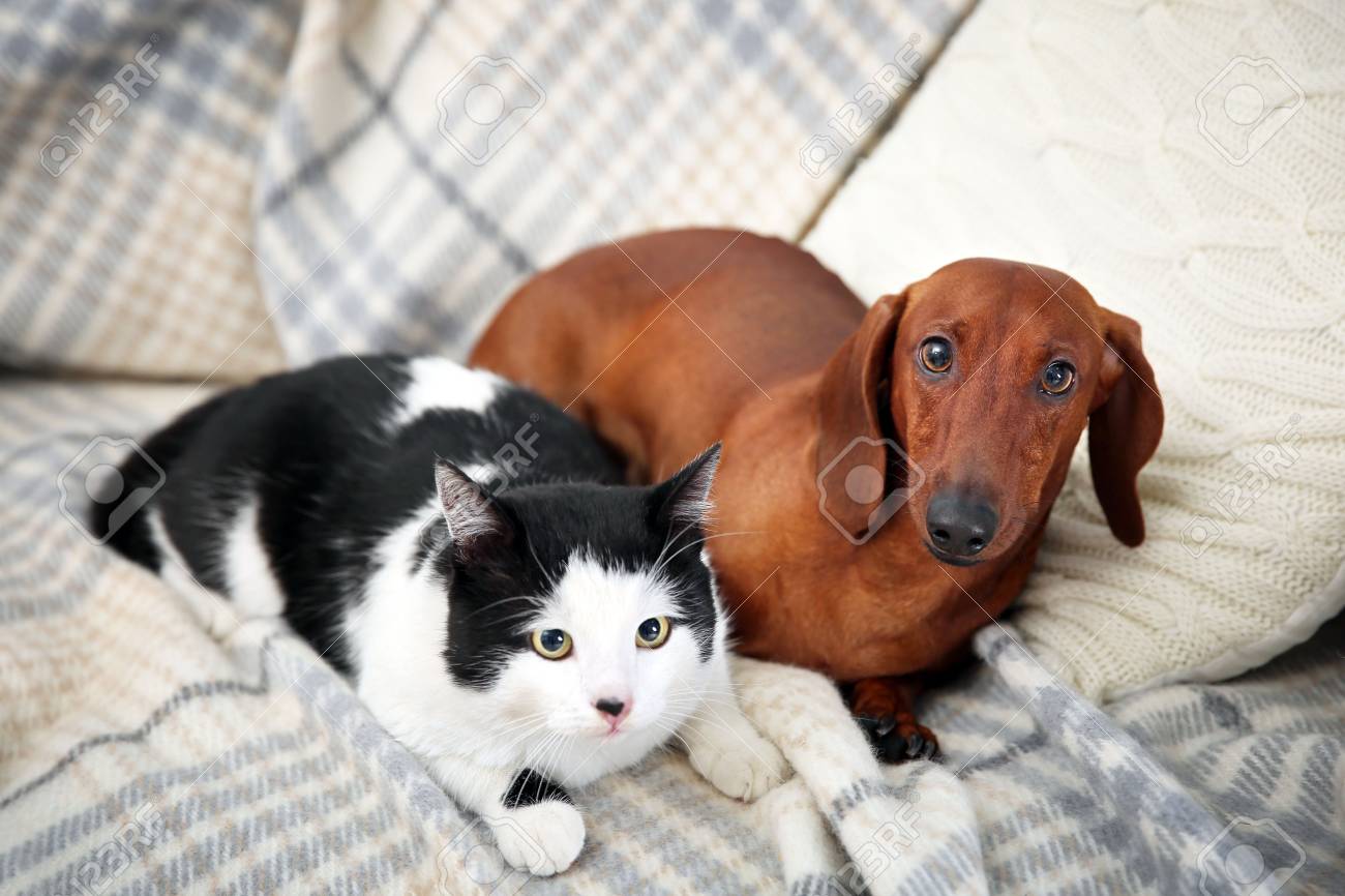 sausage dog cat