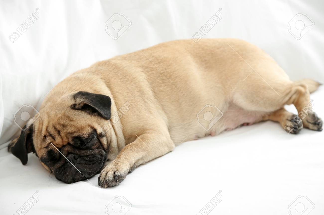 pug sleeping in bed