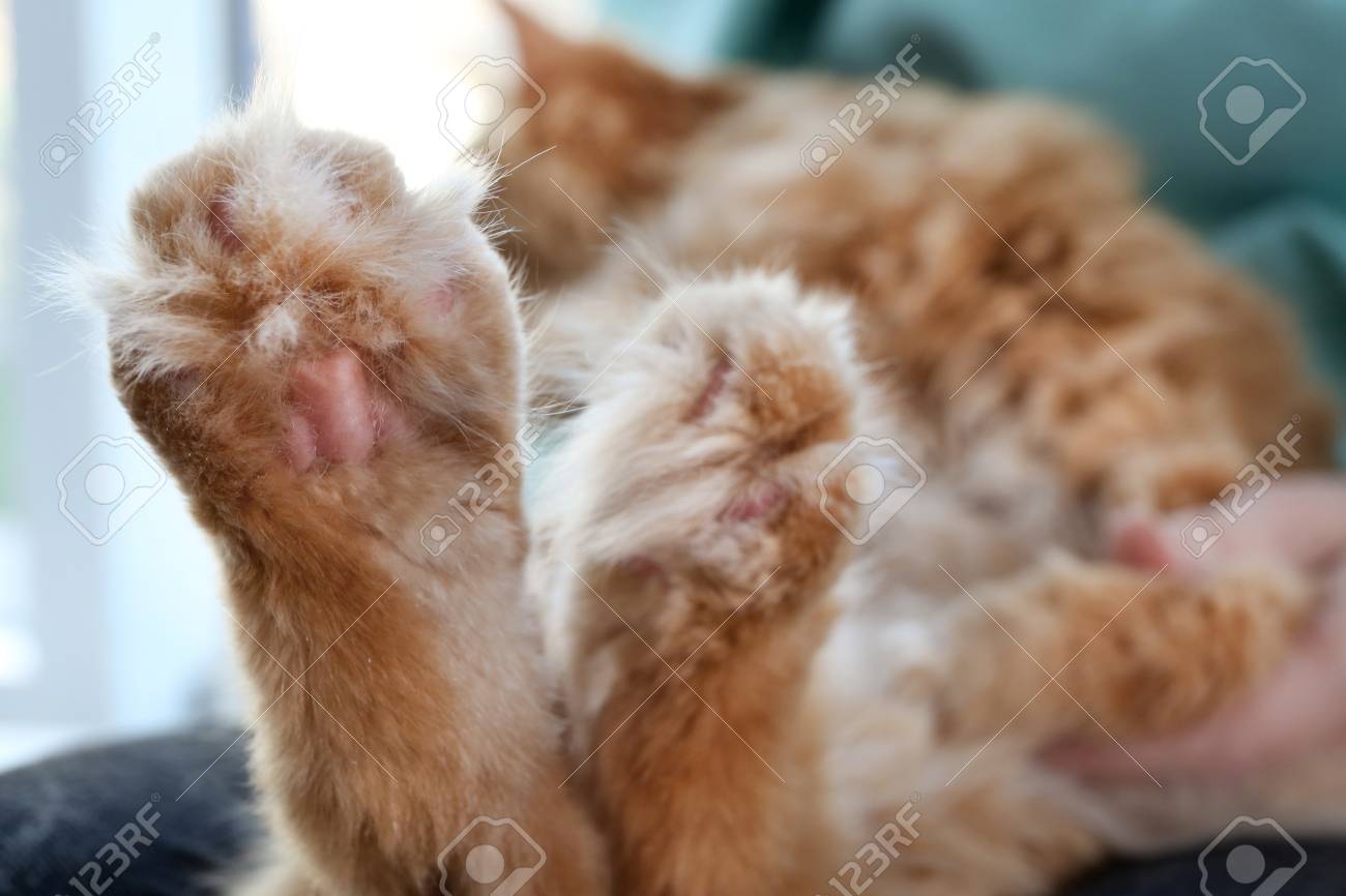 etiam-dictum-ipsum-a-felis