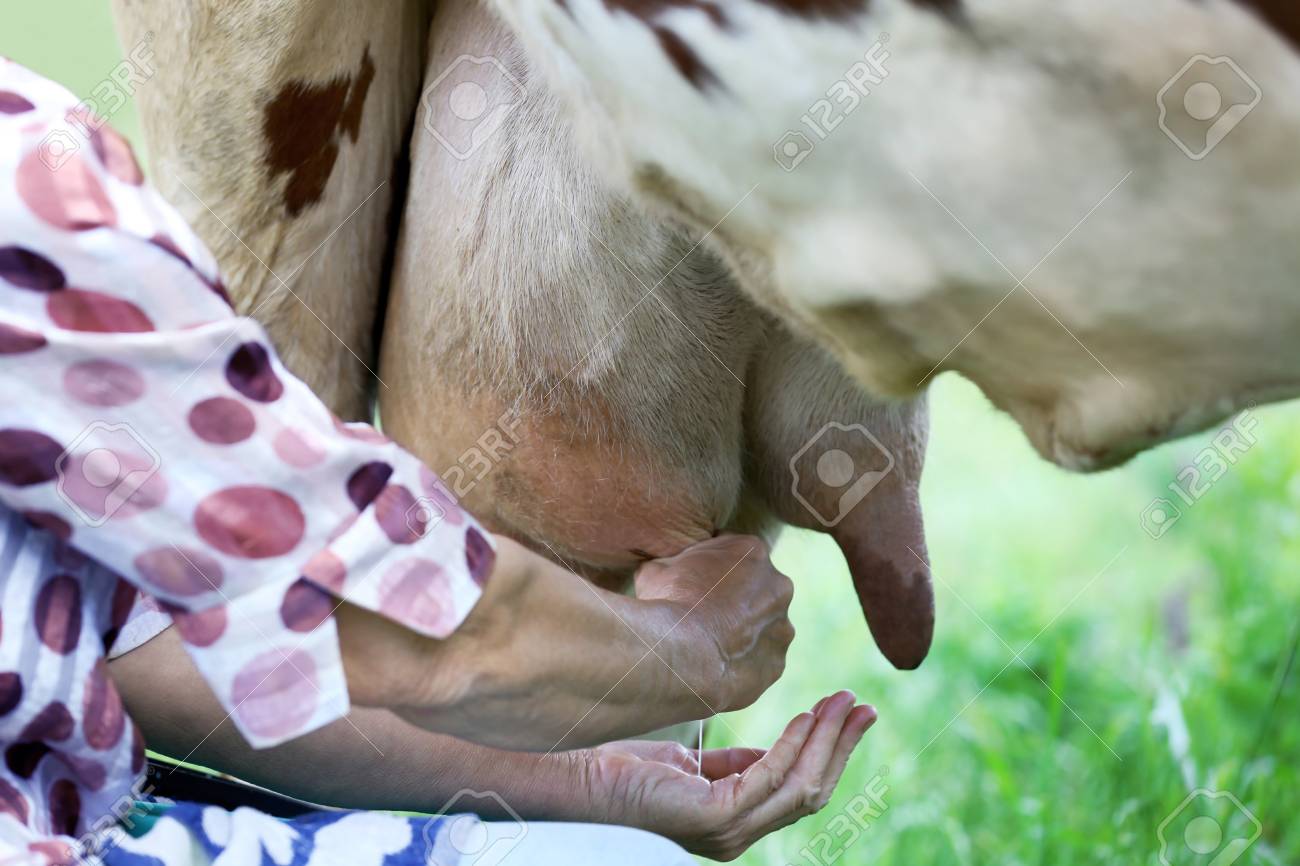 Women Milked Like Cow