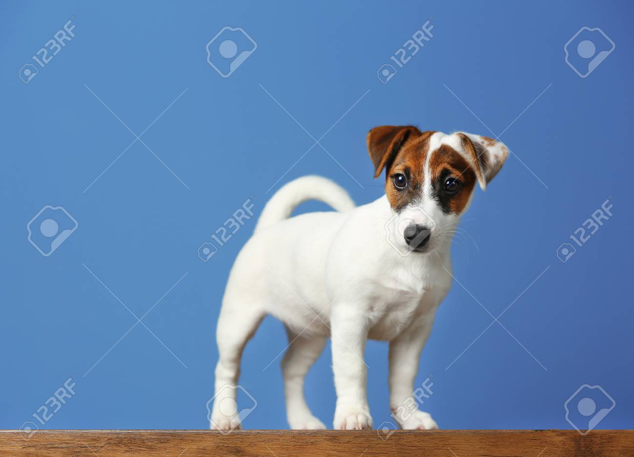 miniature blue jack russells