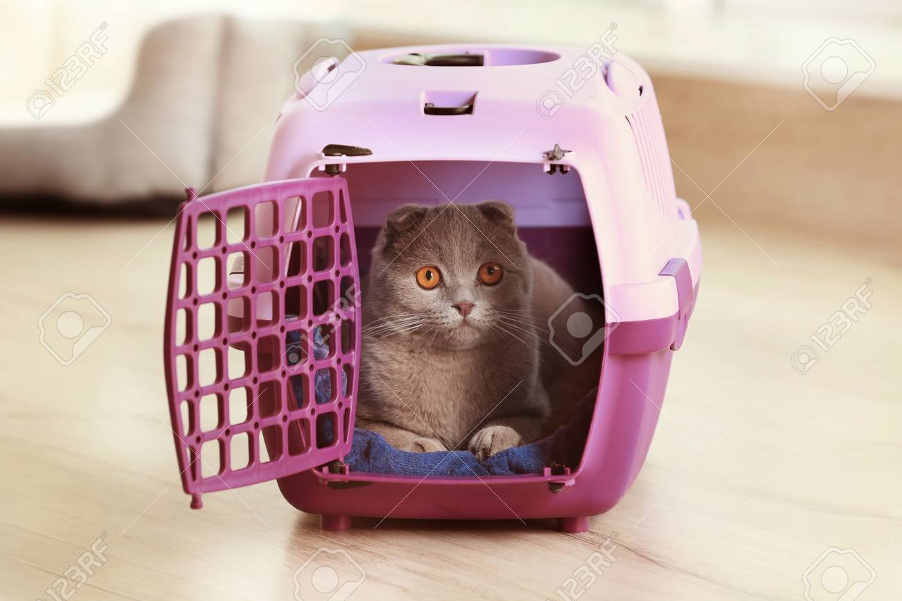 cat plastic carrier