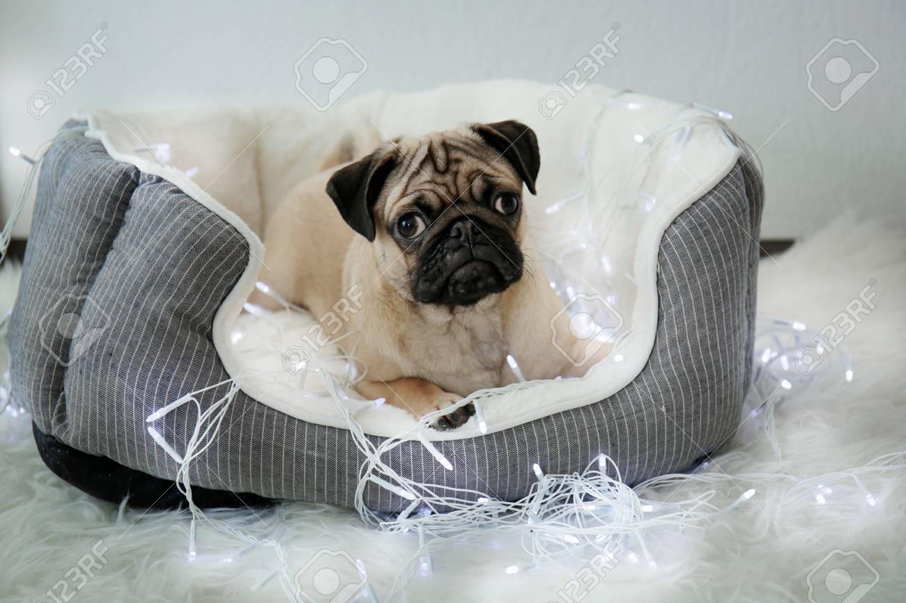 pug print dog bed