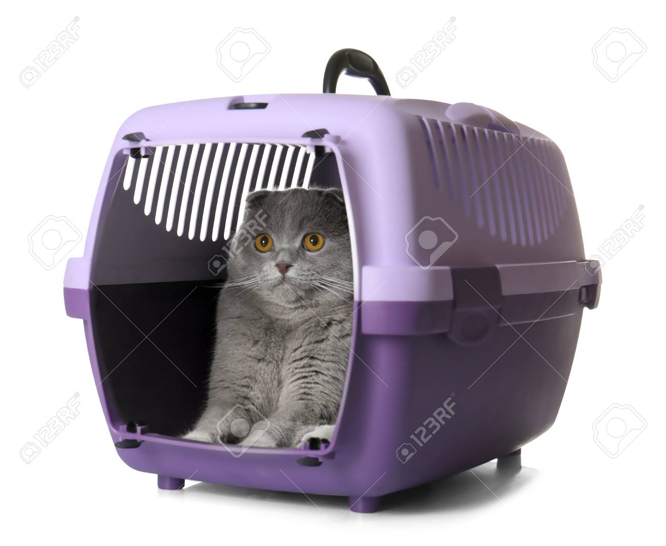 cat plastic carrier