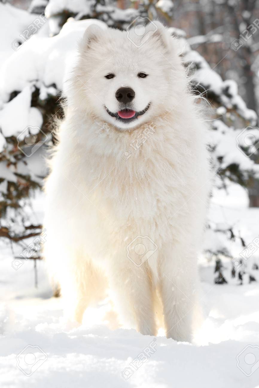 cute samoyed pictures
