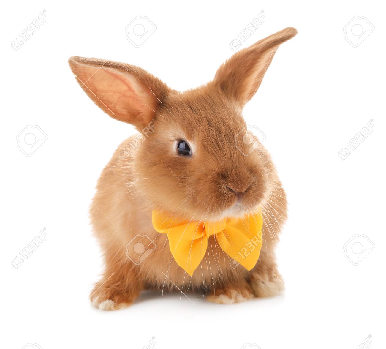 Download Cute Fluffy Bunny With Bow Tie On White Background Stock Photo Picture And Royalty Free Image Image 114665085