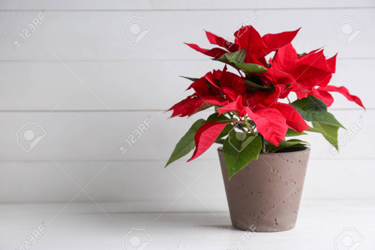 Christmas flower poinsettia on white table - 115684395 Christmas flower poinsettia on white table - 115684395