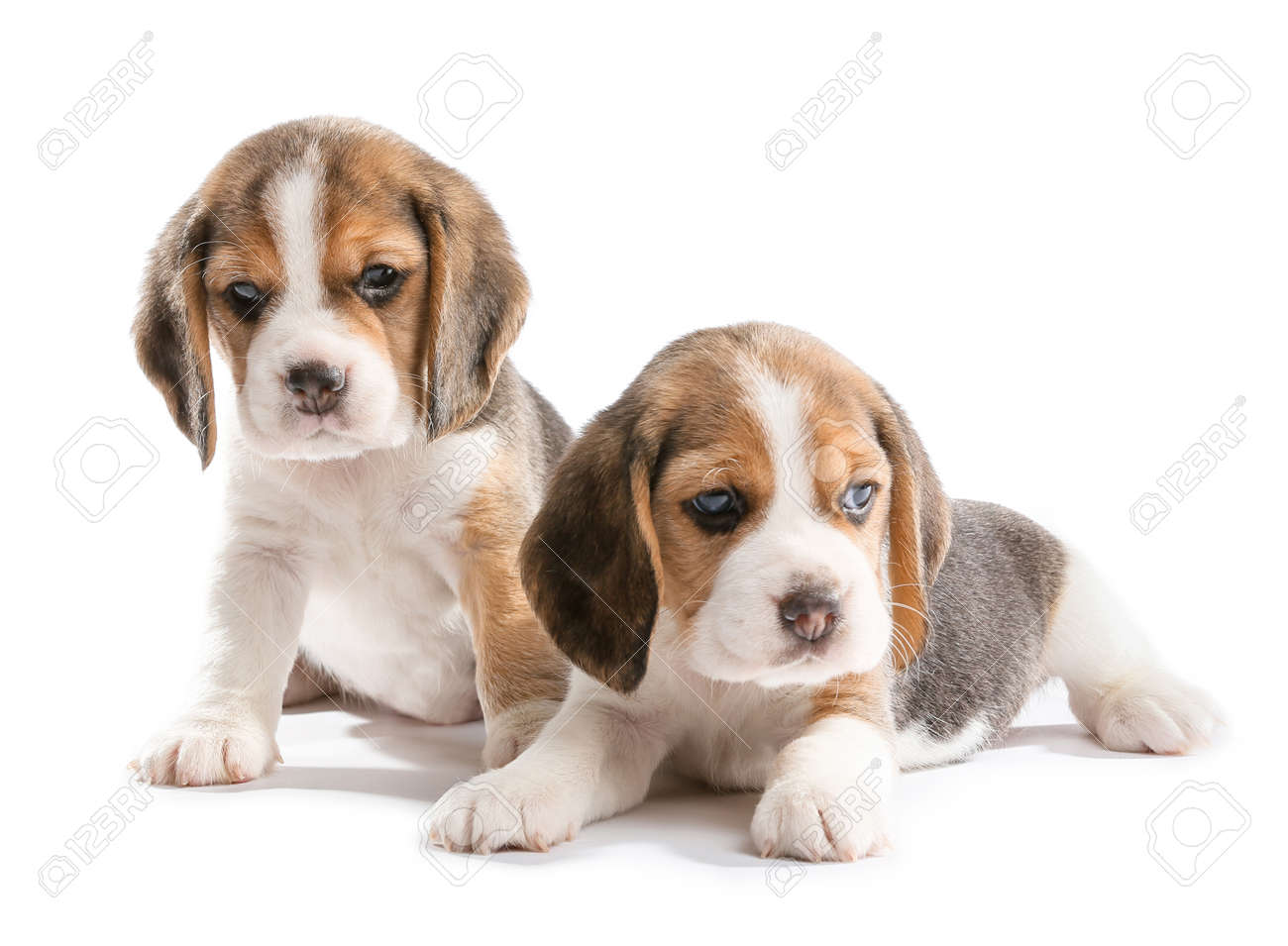 small beagle puppies