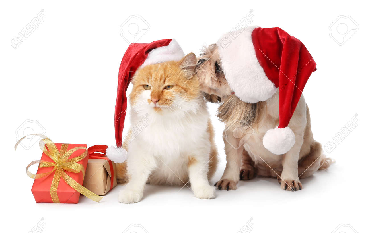 Pets at Christmas Cat and Dog Sitting Together Wearing Christmas Hats  Festive Christmas Greeting Card Image Generative AI Stock Illustration -  Illustration of card, celebrate: 296466141, image size:1300x820
