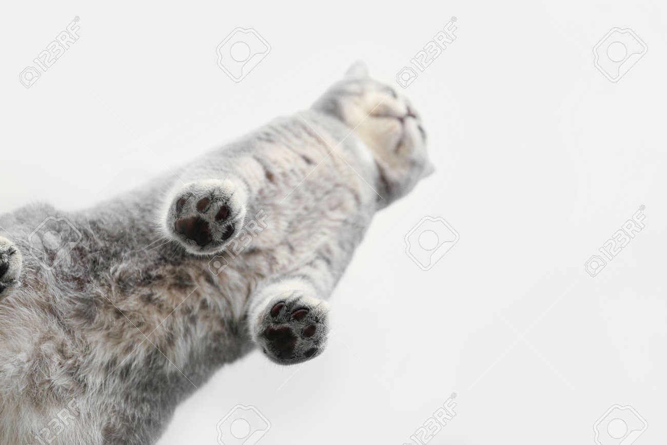 etiam-dictum-ipsum-a-felis