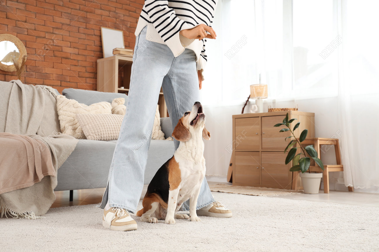 Dog Training at home, Dog Training