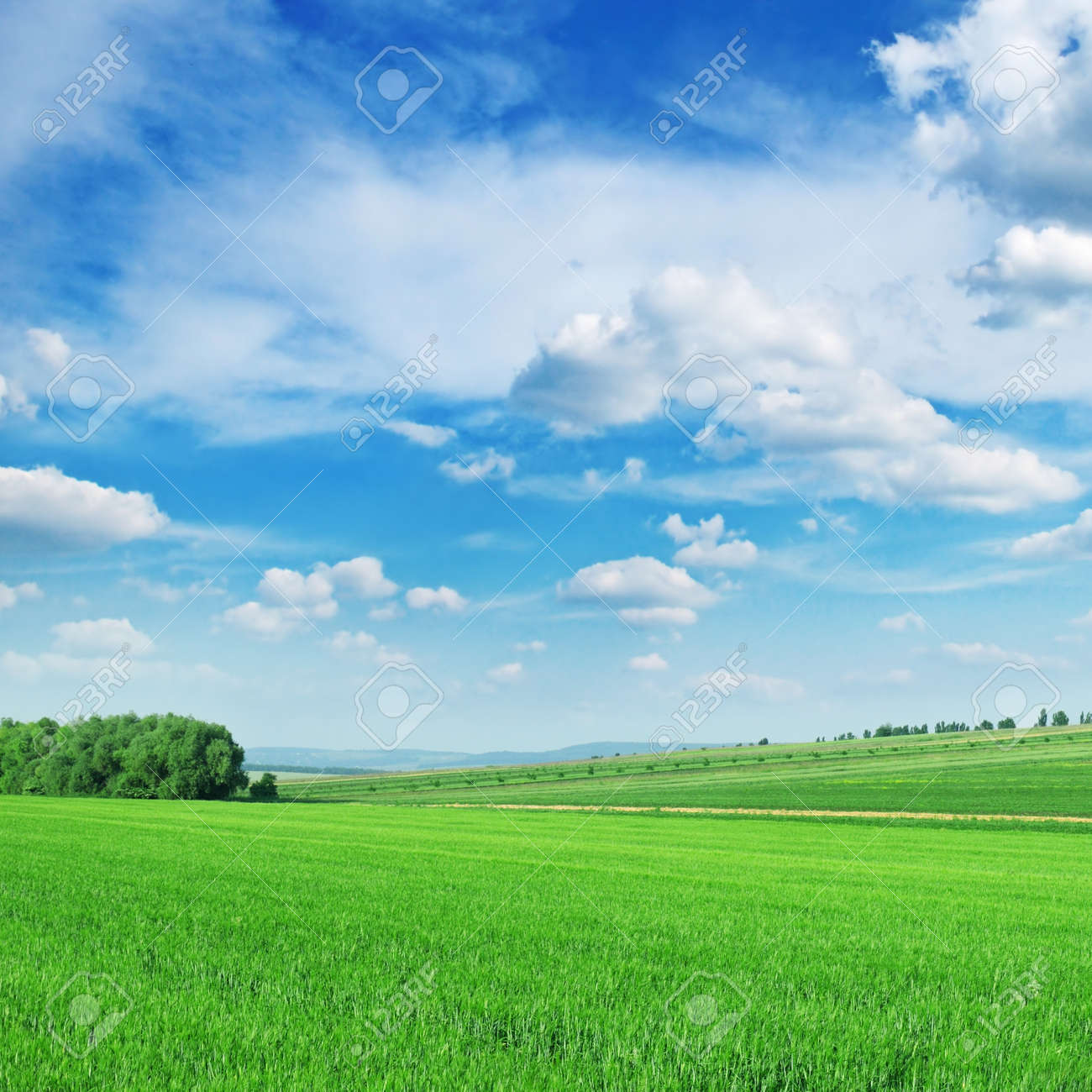Green spring meadow and the beautiful blue sky - 11979764 Green spring meadow and the beautiful blue sky - 11979764