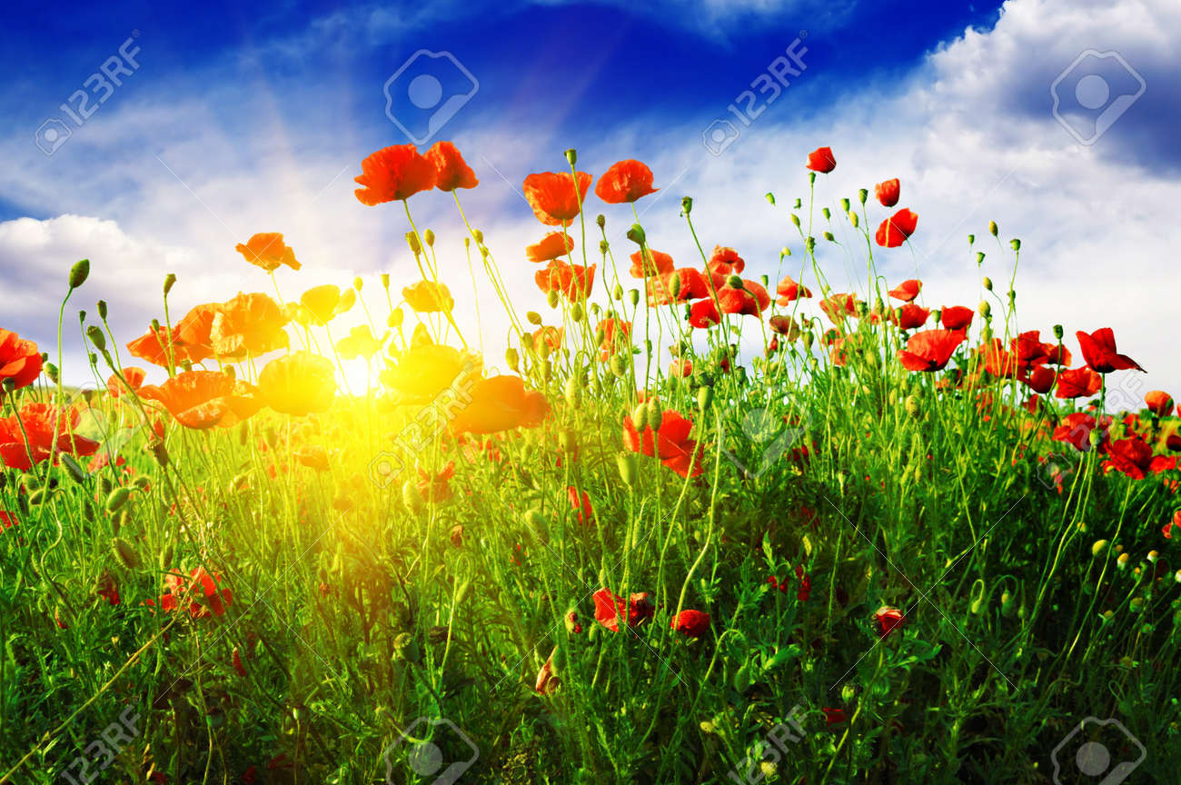 poppies field in rays sun - 11979763 poppies field in rays sun - 11979763